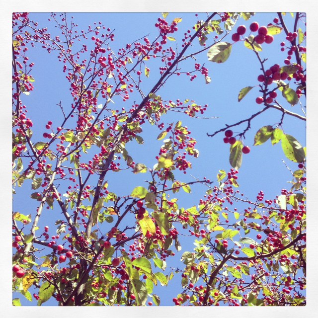 Leaves aren't the only thing that looks good against a backdrop of blue.  This red-berry bush brightened up many a fall run.
