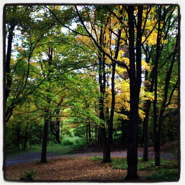 Early golden leaves appear.