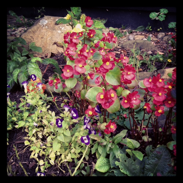 A riot of color in my in-laws' driveway.